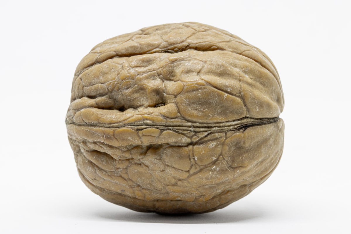 Nutrient-rich brain foods
